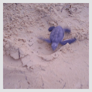 Liberación de Tortugas Marinas