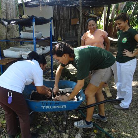 Reforestation in Riviera Maya