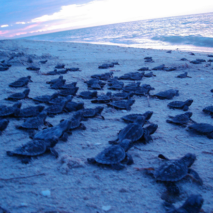 Sea Turtle Hatchling Release