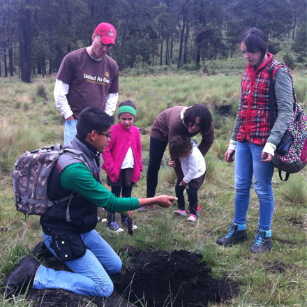 Reforestation