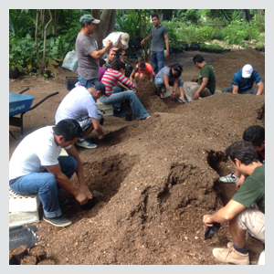 Reforestation in Riviera Maya