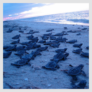 Sea Turtle Hatchling Release