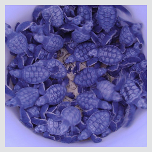 Sea Turtle Hatchling Release