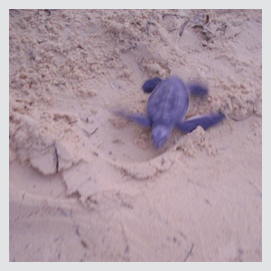 Sea Turtle Hatchling Release