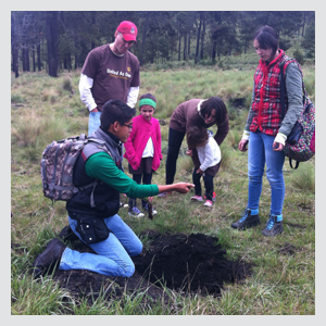 Reforestation