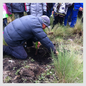 Reforestation